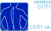 lunghezza colonna vertebrale